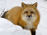 All About Animal Wildlife: Red Fox photos-Images and Information 2012