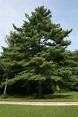 Modeling eastern white pines - the MRH Forum
