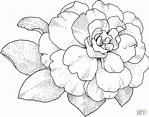Coloriage - Fleur de camélia | Coloriages à imprimer gratuits