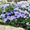 Bulk Dwarf Ageratum Seeds - Blue Mink | Bulk Wildflowers