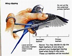 Small Pet Birds Stuff by Stanton Birdman: Pet birds - wing clipping
