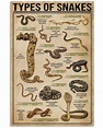 Pet Snake Size Chart