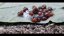 Baby stink bugs on Blackberry leaf - YouTube