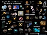 Types Of Jellyfish Chart