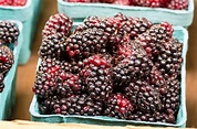 What Are Marionberries?