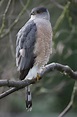Accipiter cooperii - Cooper’s Hawk -- Seen since childhood, first ...