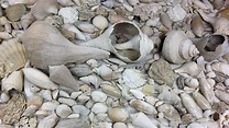 Fossils of the Coastal Plain — Earth@Home