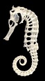 Esqueleto De cavalo-marinho | Animal skeletons, Animal skulls, Seahorse