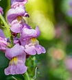 Growing Snapdragon Flowers: How To Plant & Care For Snapdragons