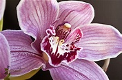 La Orquídea. Cuidados y consejos