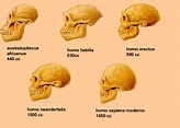 Evolución