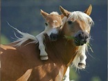 Mehr als 70 super schöne Pferde Bilder! - Archzine.net