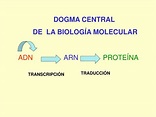 PPT - DOGMA CENTRAL DE LA BIOLOGÍA MOLECULAR PowerPoint Presentation ...