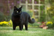 Photographer Captures Extremely Rare Black Serval Cat in Africa, and It ...