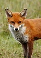 Foxes, foxes and more foxes! | The Wilden Marsh Blog