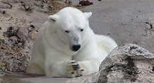¿Cuántos osos polares quedan en el mundo?