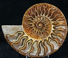 3.95" Agatized Ammonite Fossil (Half) For Sale (#32465) - FossilEra.com