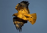 Golden Hawk - The Nature, Wildlife and Pet Photography Forum