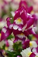 How To Grow and Care For Snapdragon Flowers | HGTV