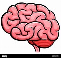 Cerebro vector Imágenes vectoriales de stock - Alamy