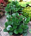 25 Types of Peperomia That Make Great Houseplants – The Green ...