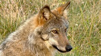 Stiftung spendet Drohne zur Wolfbeobachtung – Heidi Götzl Wildtierstiftung
