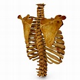Human spine bones 3D Model - by Renderbot LLC