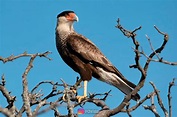 Aves Argentinas, El Carancho