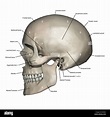 Seitliche Ansicht von der menschlichen Schädel Anatomie mit Anmerkungen ...