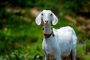 50+ Amazing Goat Photos · Pexels · Free Stock Photos