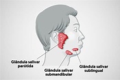 Glândulas salivares: o que são, qual sua função e problemas comuns ...