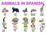 List of animals in Spanish - Spanish to English know-how