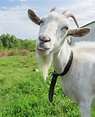 Goat Horns ~ What to Know about Horned Goats | Chickens, Livestock ...