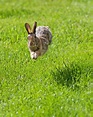 How Fast Can a Rabbit Run? - The Bunny Hub