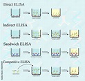 4 Type of ELISA infographic concept show protocol testing in laboratory ...