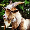 Billy the Billy Goat | Cute goats, Farm animals, Pet birds