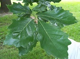 Oak, Swamp White #5 (Quercus bicolor) - Scioto Gardens Nursery