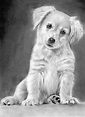 animaux chiens Graphite Drawings, Pencil Art Drawings, Realistic ...