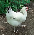 Sussex Hühner, weiß - Hühner kaufen - Geflügelhof Landleben.bio