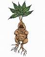 A little drawing of a mandrake I did! My friends and I have been really ...