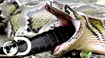 How a Snake Can Eat a Man Whole | Man-Eating Python of Sulawesi - YouTube