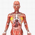 Human Female Organ Diagram - koibana.info | Human anatomy female, Human ...