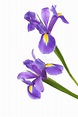 Two Irises stock image. Image of purple, isolated, color - 39417905