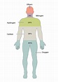 Composition of the human body - Wikipedia