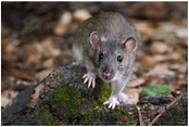 Rattus norvegicus: Brown Rat History – Understanding Pet Fancy Rats