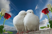 Lovey Dovey, dove, white, love, sweet, HD wallpaper | Peakpx