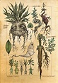 Mandragora radix, Zsófia Döme | Botanical art, Botanical illustration ...