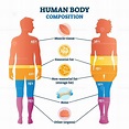 Human body composition infographic, vector illustration diagram ...