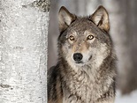 The Gray Wolf: Animals of North America - WorldAtlas
