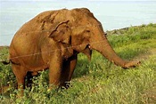Elefante colpisce con la proboscide il guardiano dello zoo: l'uomo ...